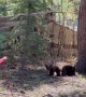 Tahoe Bears Cubs Play in Backyard