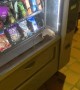 Rat in Vending Machine