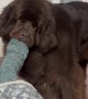 Dog Helps Owner Take Sock Off