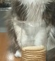 Cat Doesn't Want Your Cookies