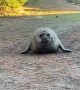 Neil the Seal Wants to Come With Us