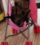 Toddler Pushes Dachshund in a Stroller