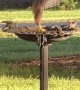 Hawk Spotted Washing Rear in Bird Bath
