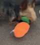 Yorkie Plays With Toy