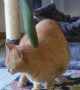 Orange Cat Pulls Himself Through Door By Tail