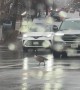 Cars Stop for Goose at Crosswalk