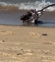 Osprey Catches Trout