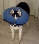Husky Wears Her Cone Wrong