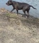 Dog Jumps in Lake