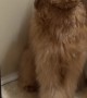 Goldendoodle Gets Into the Coffee Pods