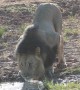 Male Lion Drinking Water