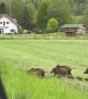 Family of Wild Boars Crosses Road