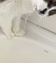 Cat Drinks Water From Sink