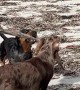 Dachshund Helps Collect Firewood