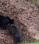 Black Bear vs Wild Boar in the Tennessee Mountains
