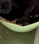 Black Cat Plays in Bowl of Oats