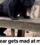 Bear Hangs Out on Deck