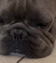 French Bulldog Reacts to Creepy Crawly