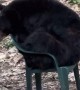 Bear Sits in Chair