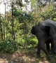 Elephant Gently Startled By Dog