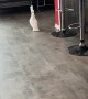 Walking Cockatoo