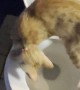 Cat Drinks from Toilet