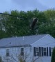 Raccoon Plays on Power Line