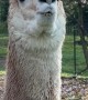 Alpaca Sounds an Alarm Call
