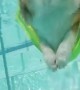 Corgi Hangs Out in Pool