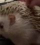 Hedgehog Enjoys Back Scratch