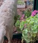Golden Retriever Takes a Dip in Greenhouse Tub