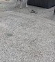 Dog Attacks Snake in Backyard