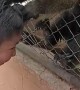 Monkey Pulls Boy's Hair