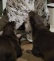 Otters Play With Human