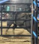 Don’t Mess With the PBR Bulls