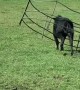 Calf Gets Stuck in Hay Bale Feeder
