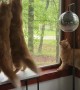 Orange Cats Window Hunt In Sync