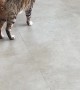 Cat Pretends to Limp For Attention