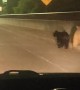 Young Bears Spotted on Highway