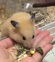 Hamster Shares Snacks With Dog
