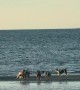 Happy Island Dogs Play On Beach