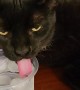 Spoiled Cat Sips Filtered Ice Water