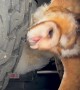 Man Finds a Barn Owl Perched on His Tire