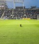 Raccoon on the Pitch
