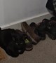 Nothing to See Here, Only Shoes. Definitely No Cats.