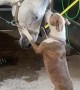 Dog Lovingly Licks Horse's Forehead