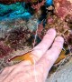 Shrimp Clean Moray's Eel's Teeth