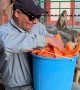Monkeys Happily Receive Bucket Of Peeled Papaya