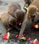 Monkeys Receive a Watermelon Treat