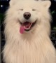 Samoyed Wiggles Ears In Paris